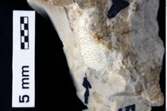 Foto (Detailansicht) von Galatheoidea indet. (NHMW-GEO-1990-0041-0500)